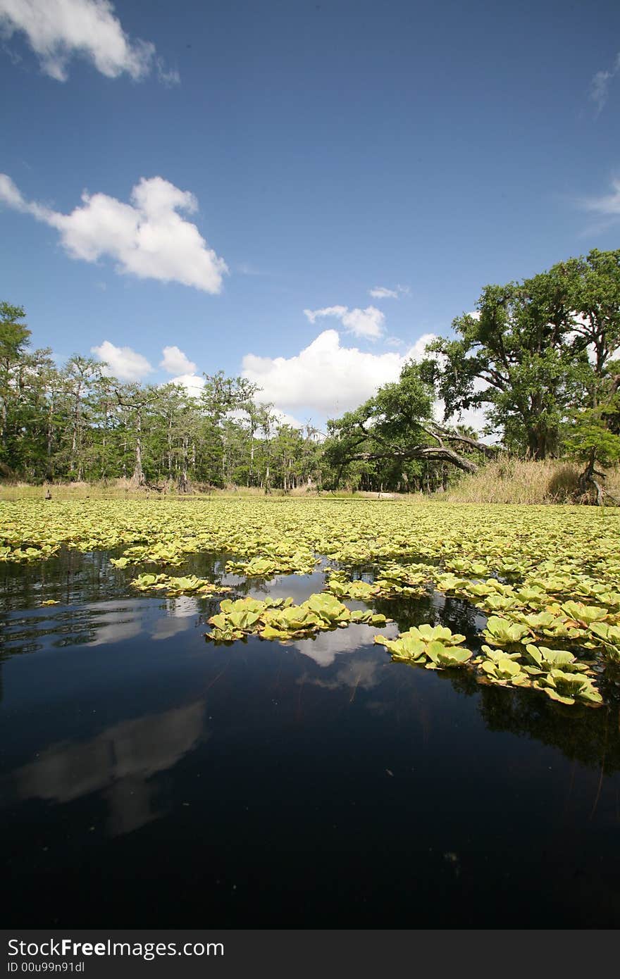 A photo from a canoe in taken in old Florida at Fish Eating Creek. A photo from a canoe in taken in old Florida at Fish Eating Creek.