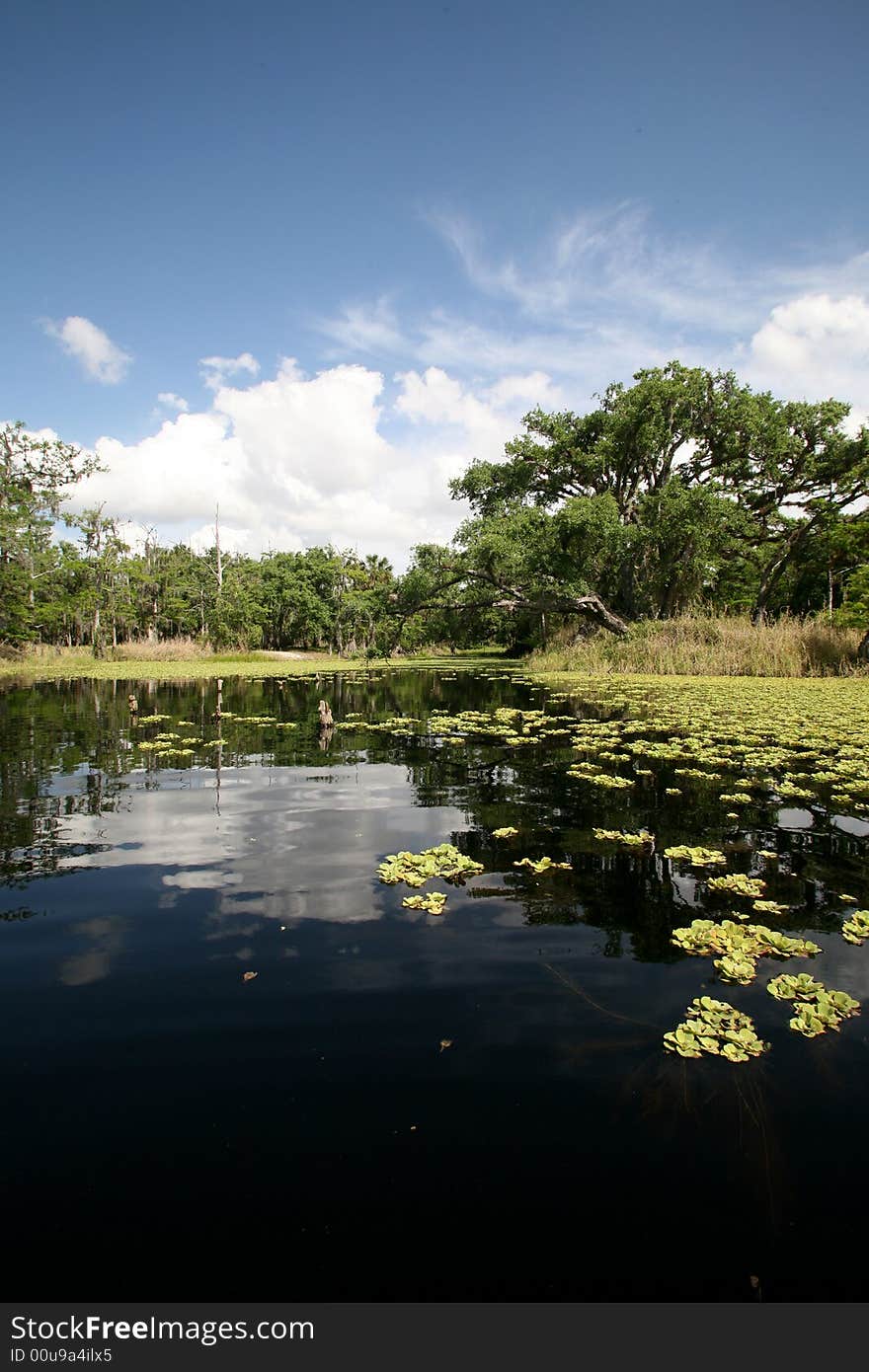 A photo from a canoe in taken in at Fish Eating Creek. A photo from a canoe in taken in at Fish Eating Creek.