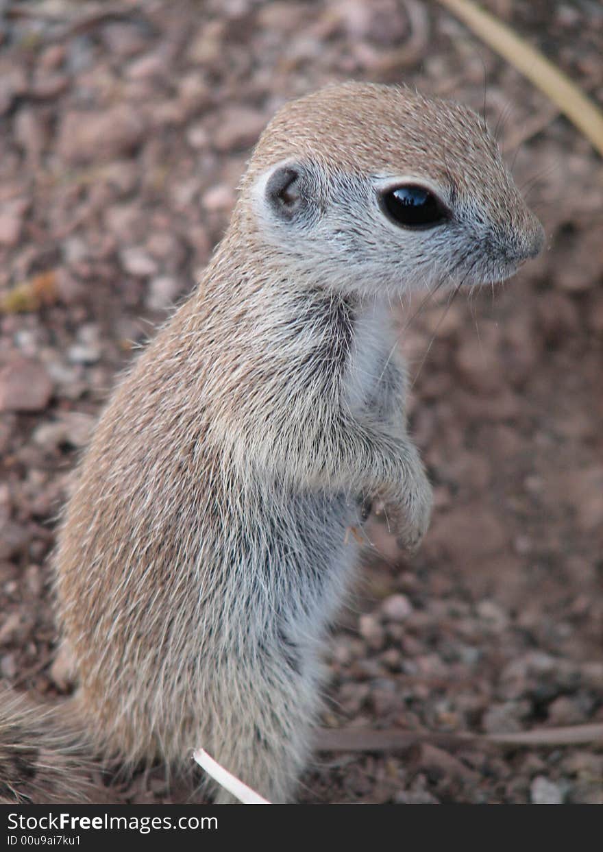 Prairie Dog