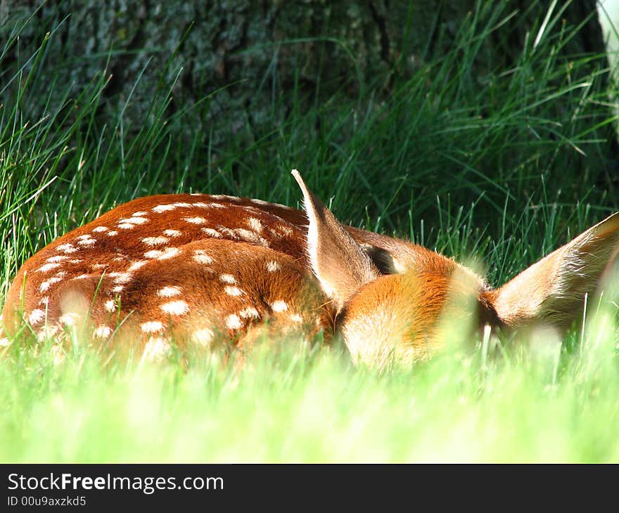 Newborn fawn with spots in wisconsin