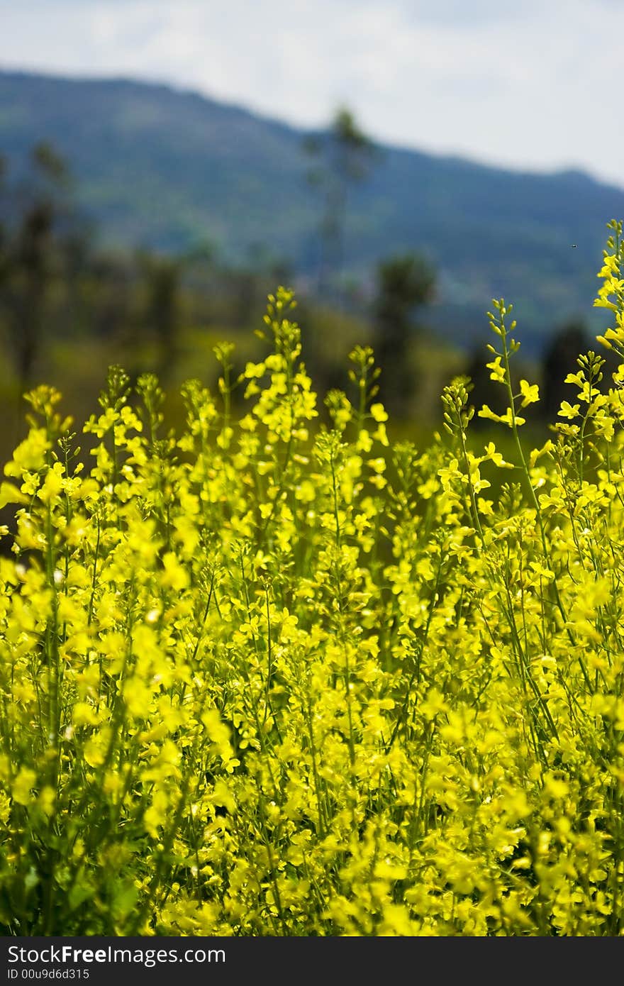 Yellow flowers in a mountain landscape