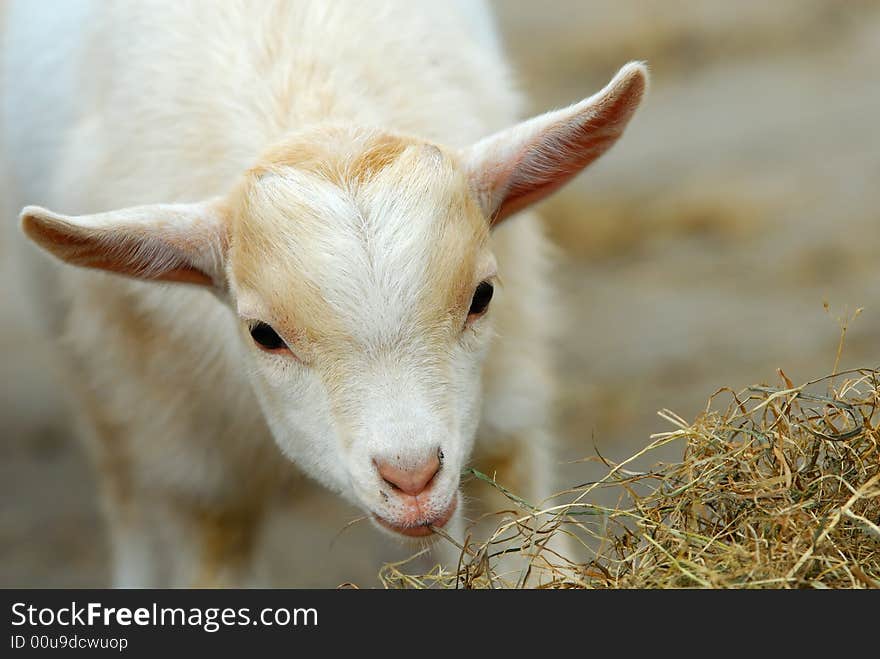 Close-up of a cute baby goat in spring