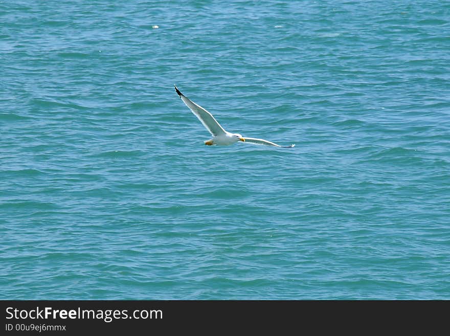 Gull Flies Free Over Blue Sea