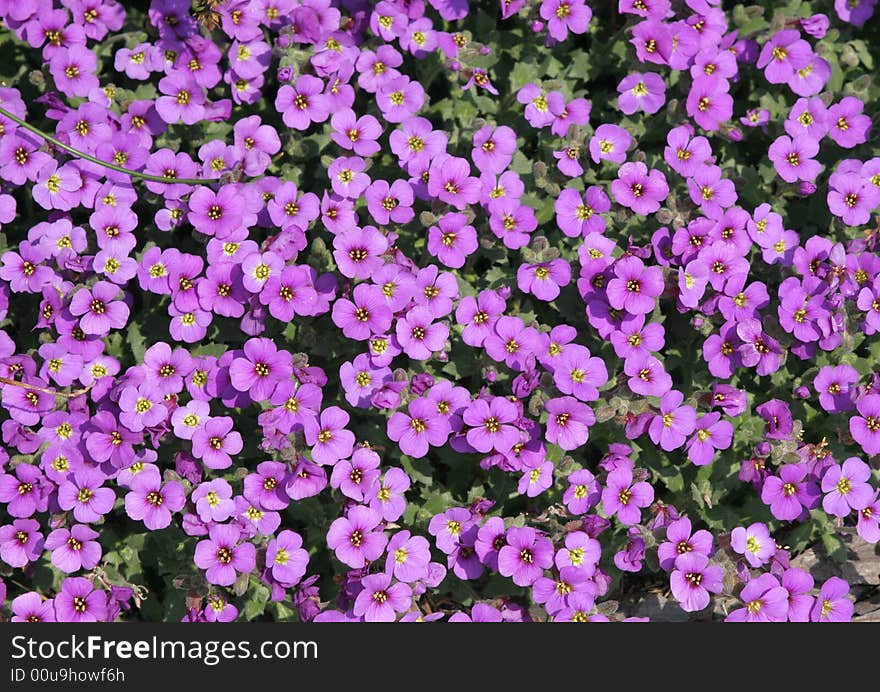 Low growing springtime magenta crocuses rendered with white gradient for copy space. Low growing springtime magenta crocuses rendered with white gradient for copy space.