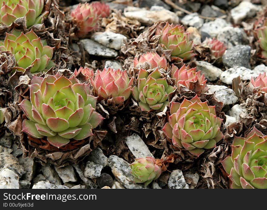 A group of sempervivums (hen and chicks, houseleeks).