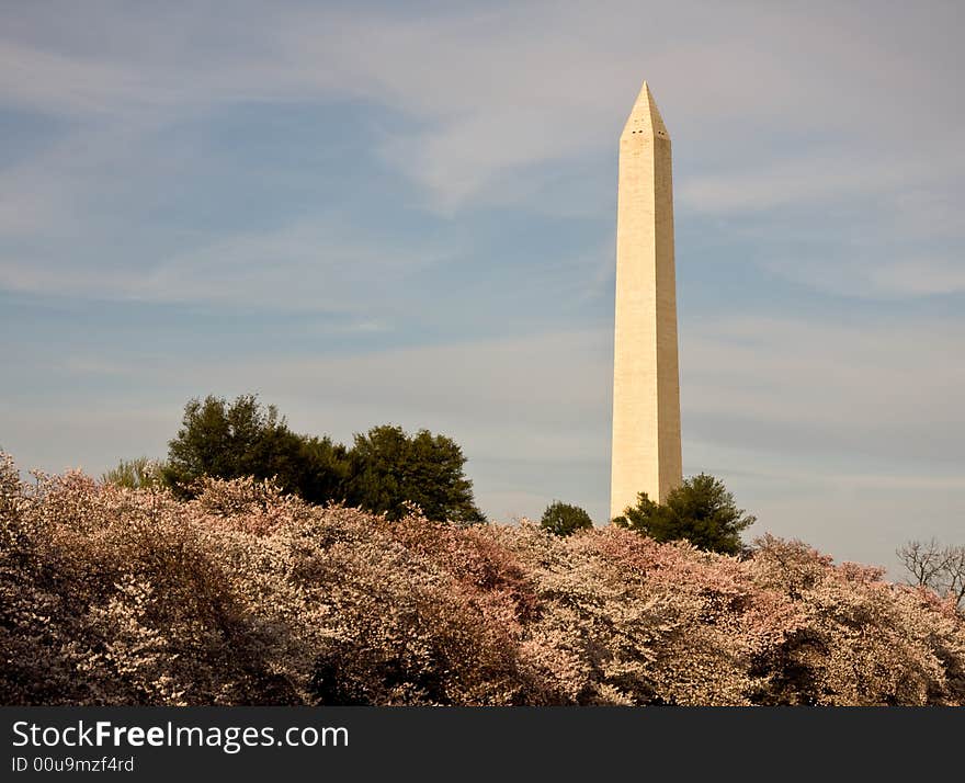 Washington Monument towering over Cherry Blossoms. Washington Monument towering over Cherry Blossoms