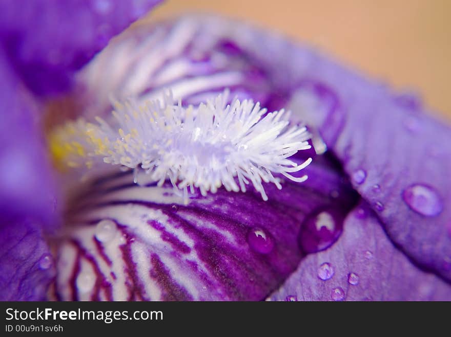 A close shot of a beautiful purple Iris after a rain. A close shot of a beautiful purple Iris after a rain.