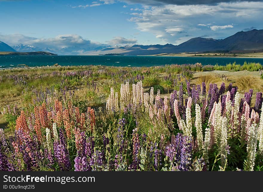 Lake Tekapo - Nez Zealand, South Island. Lake Tekapo - Nez Zealand, South Island