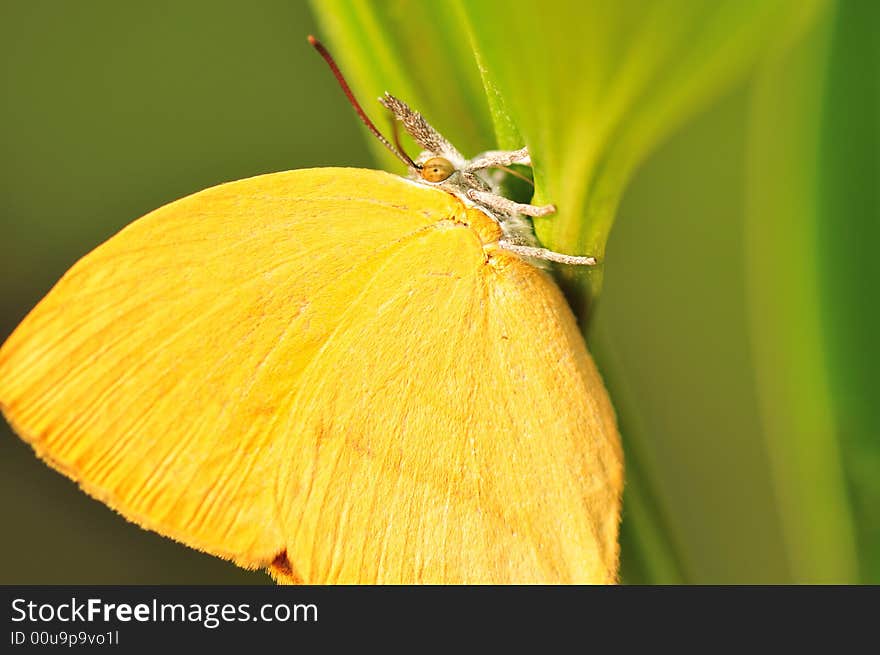 Butterfly Close Up