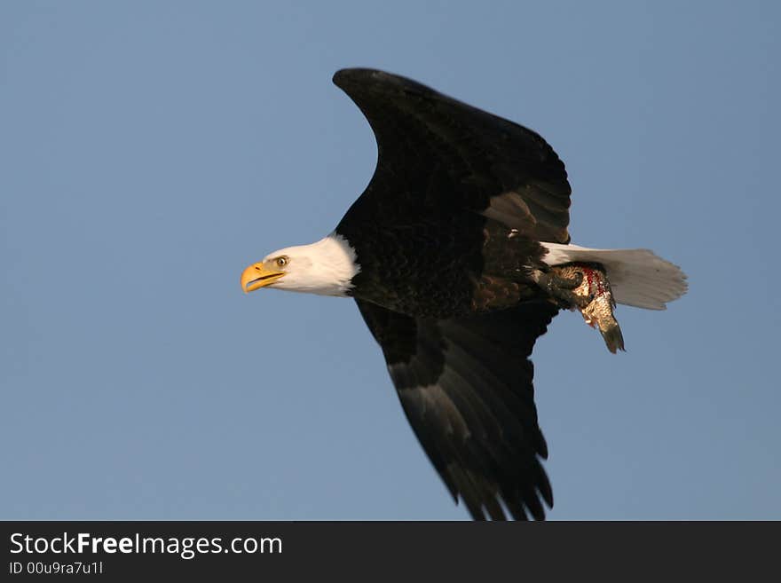 A bold eagle caught a fish from lake and flew over in the sky. Canon XTi with 400mm Canon F5.6L