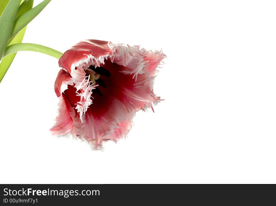 White-red tulip on a white background