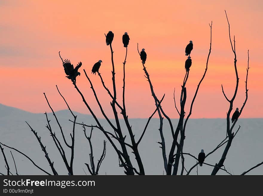 At night after feeding on fishes nine bold eagles are resting on a tree for the night. Watching beautful sun set. Canon XTi and Canon 400mm F5.6L. At night after feeding on fishes nine bold eagles are resting on a tree for the night. Watching beautful sun set. Canon XTi and Canon 400mm F5.6L