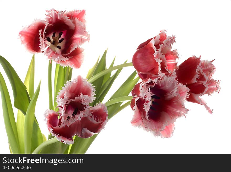 White-red tulip on a white background