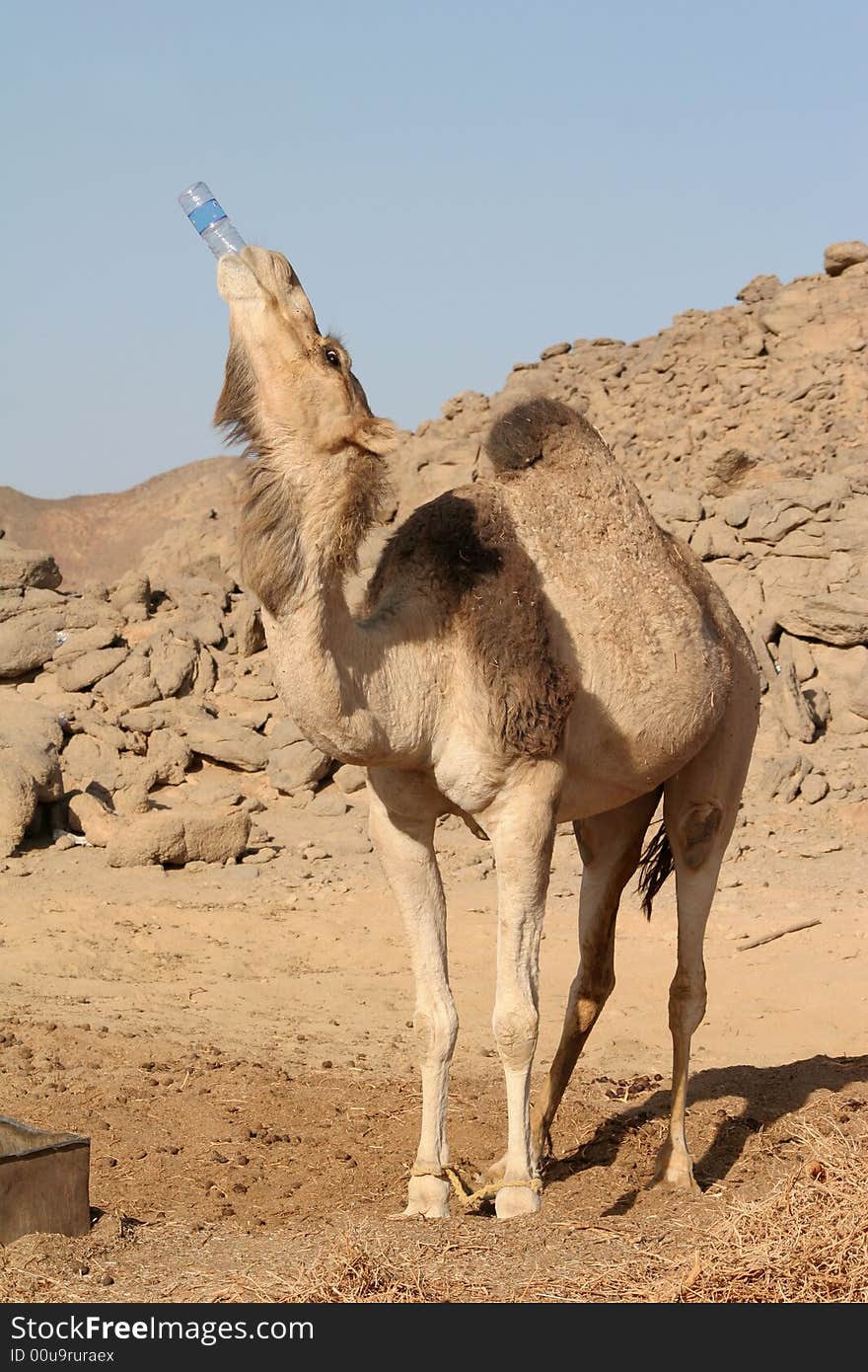 The Camel Drinks Water