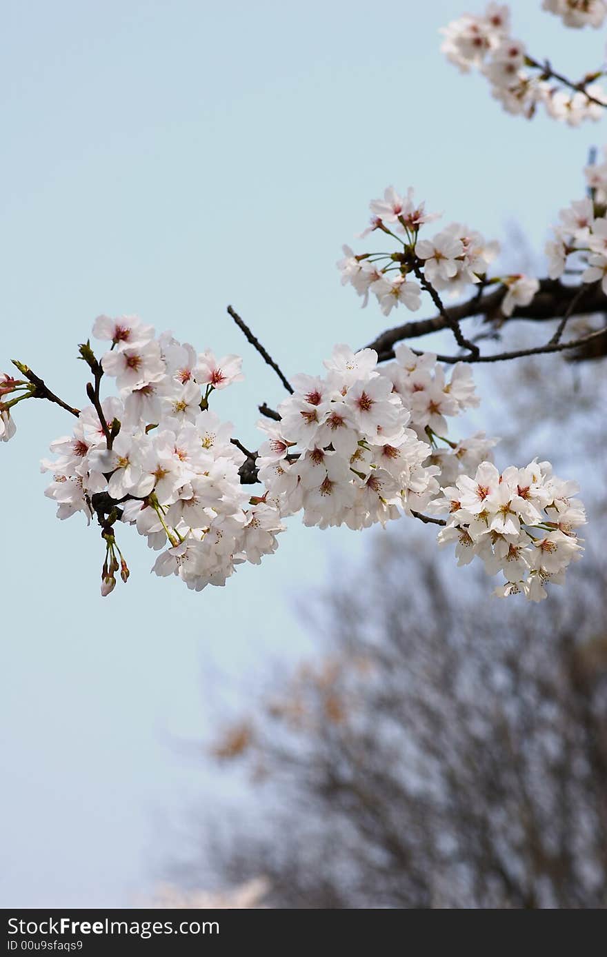 Cherry Flower In Full Bloom