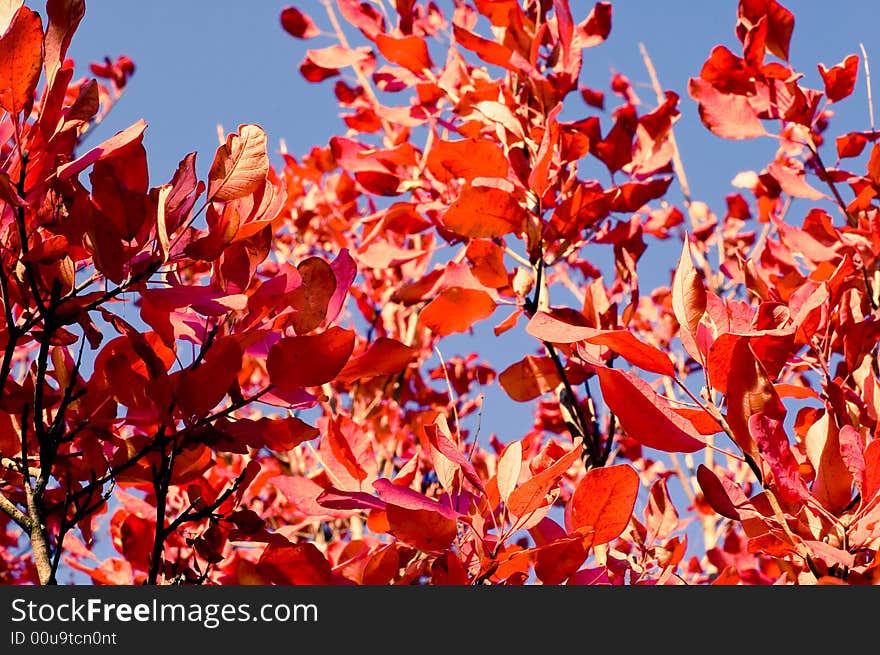 Autumn
red leaves and blue sky