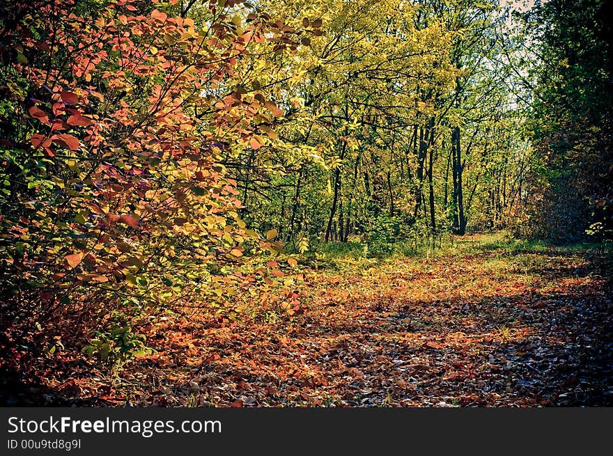 Autumn morning in magic forest