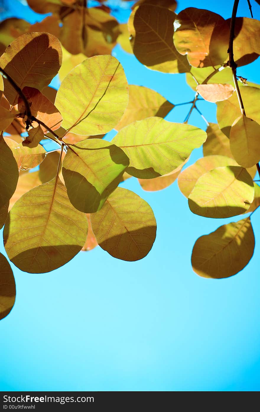 Autumn leaves on blue background