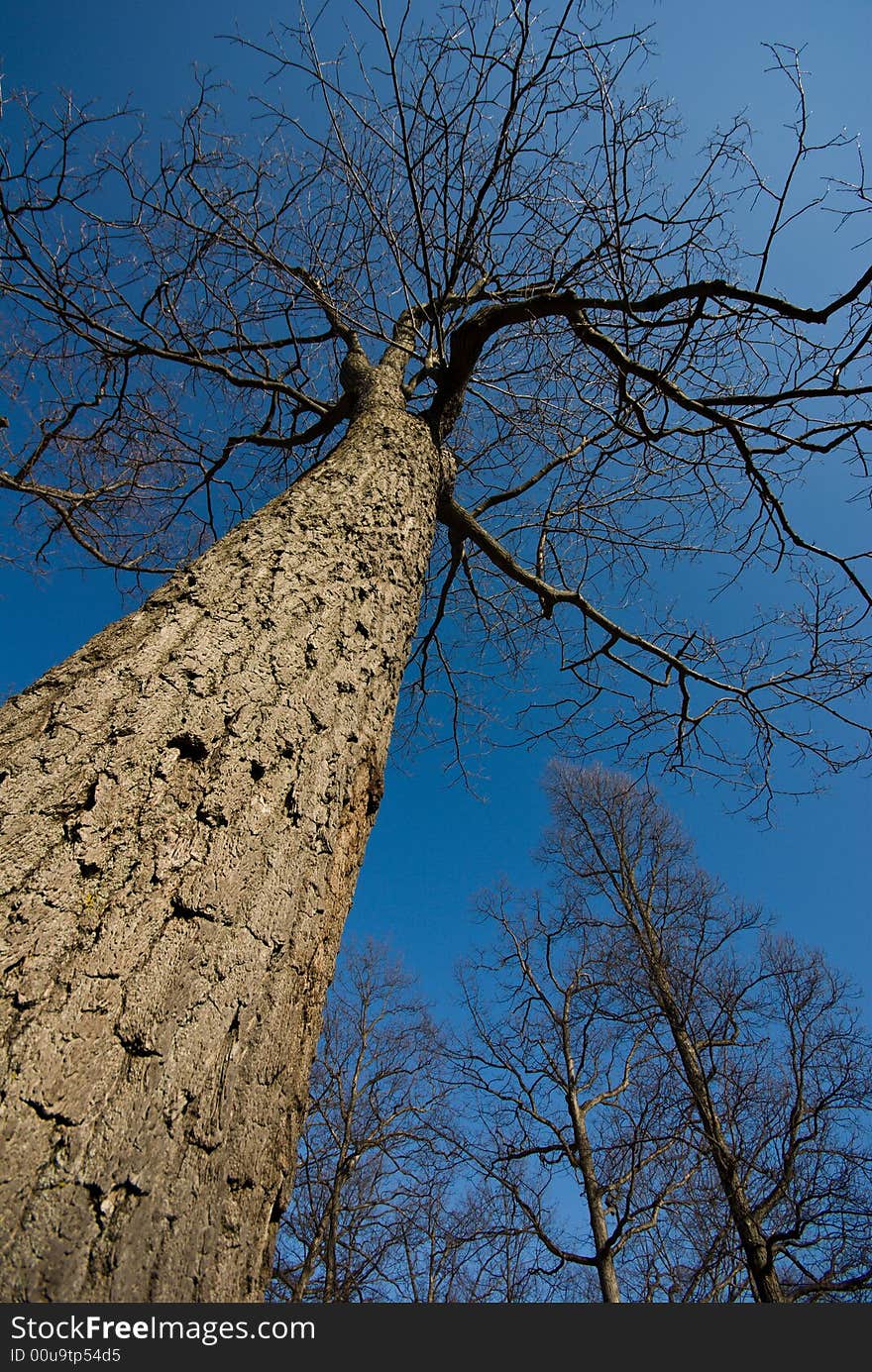 A leafless tree stretches upwards. A leafless tree stretches upwards.