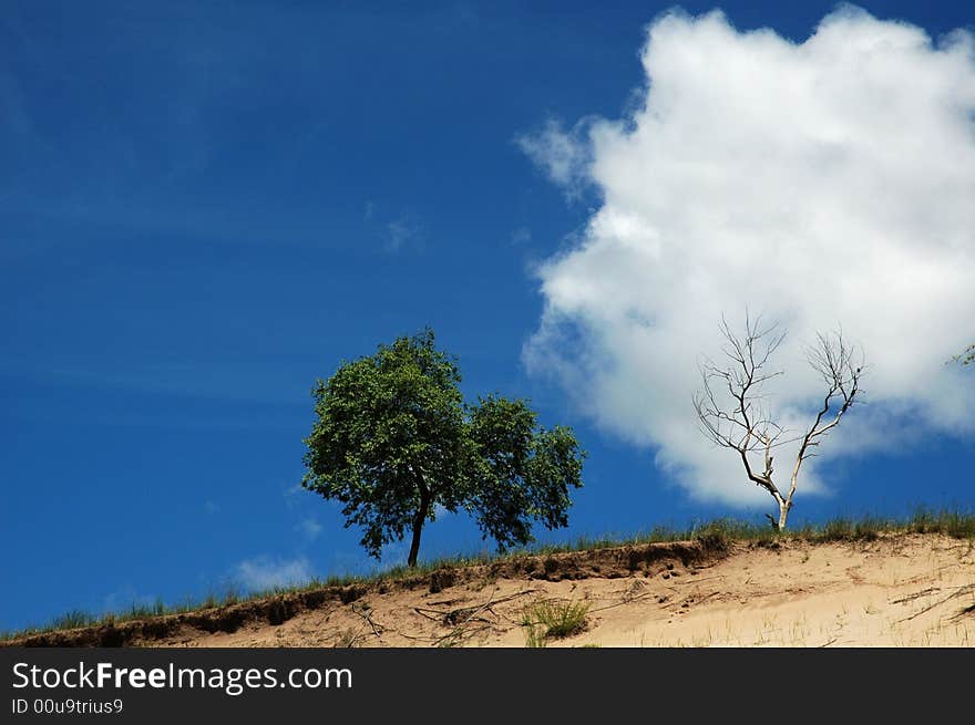 Grassland beautiful under the blue sky and white cloud