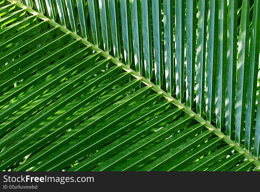 Leaf of a palm tree. A pattern