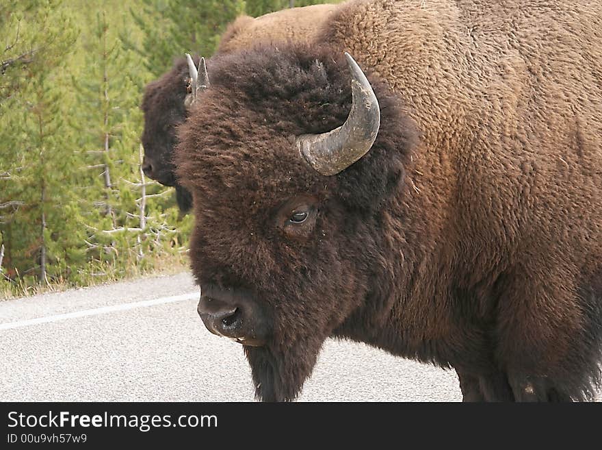 View of bison- buffalo head. View of bison- buffalo head