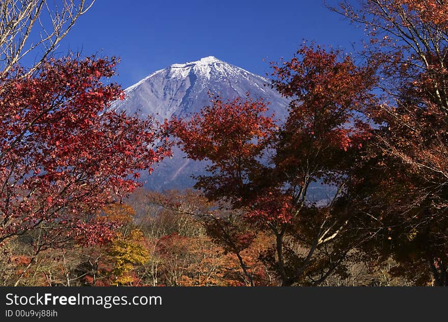 The Mt,Fuji in early autumn and colored leaver. The Mt,Fuji in early autumn and colored leaver