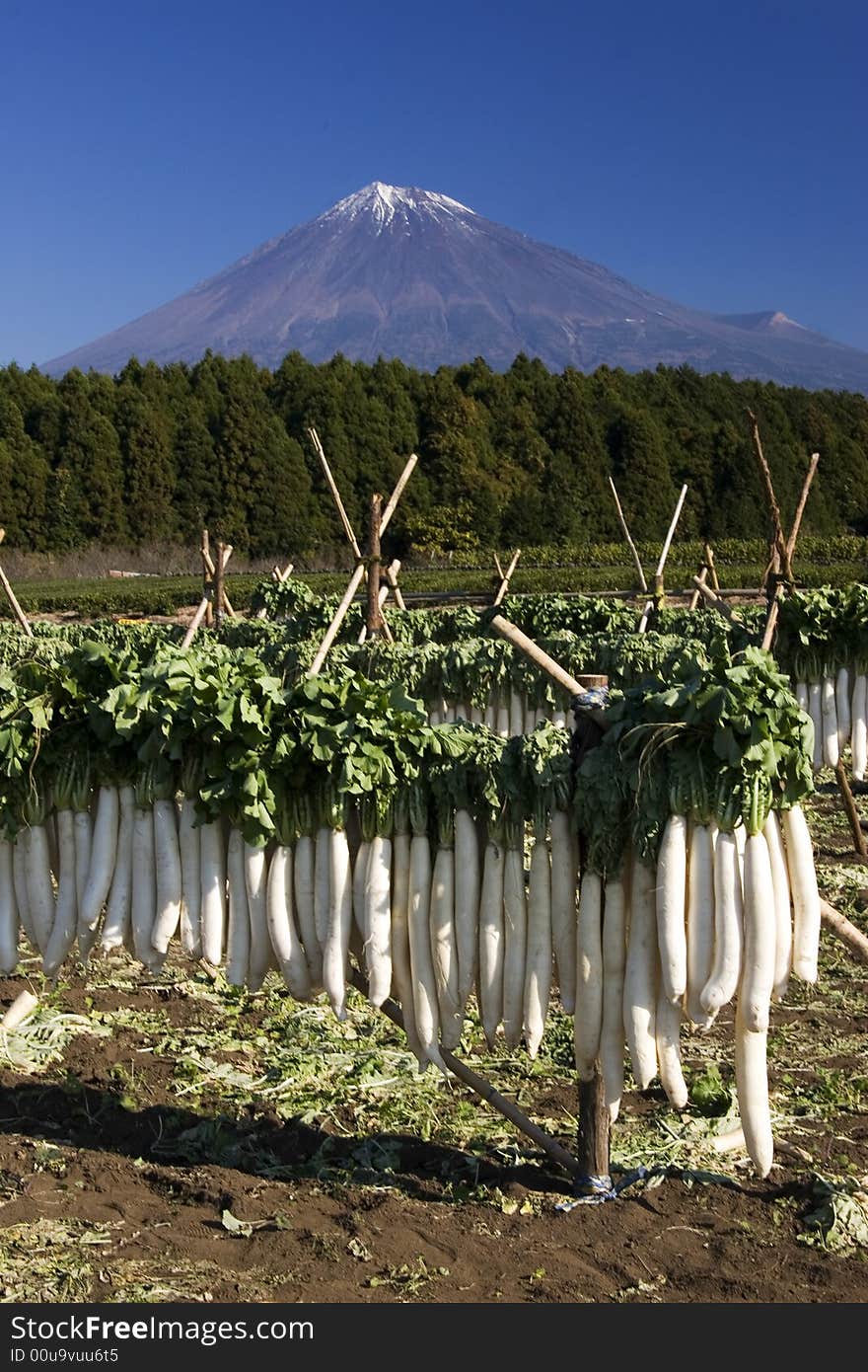 Japanese white radish is airing in the sun and Mt. Japanese white radish is airing in the sun and Mt