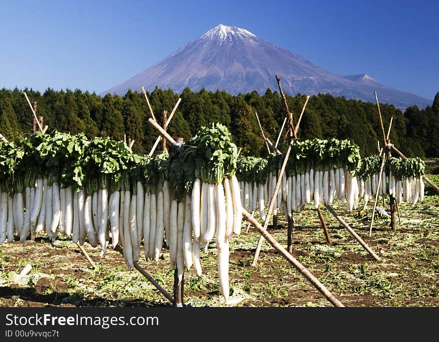 Japanese white radish is airingin the sun and Mt,Fuji. Japanese white radish is airingin the sun and Mt,Fuji