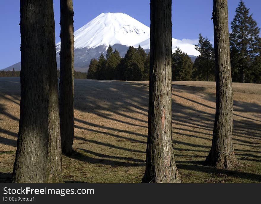 Mount Fuji viewed through a row ofJapanese cedar trees. Mount Fuji viewed through a row ofJapanese cedar trees