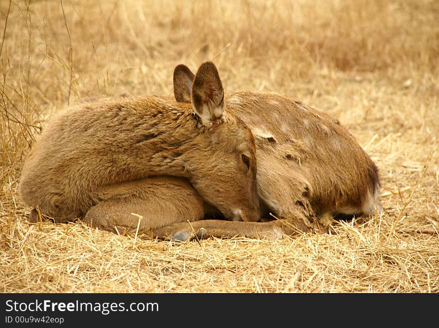 Elk