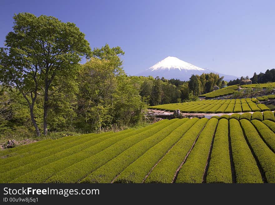 Terraced green tea fields with snow-capped Mount Fuji. Terraced green tea fields with snow-capped Mount Fuji