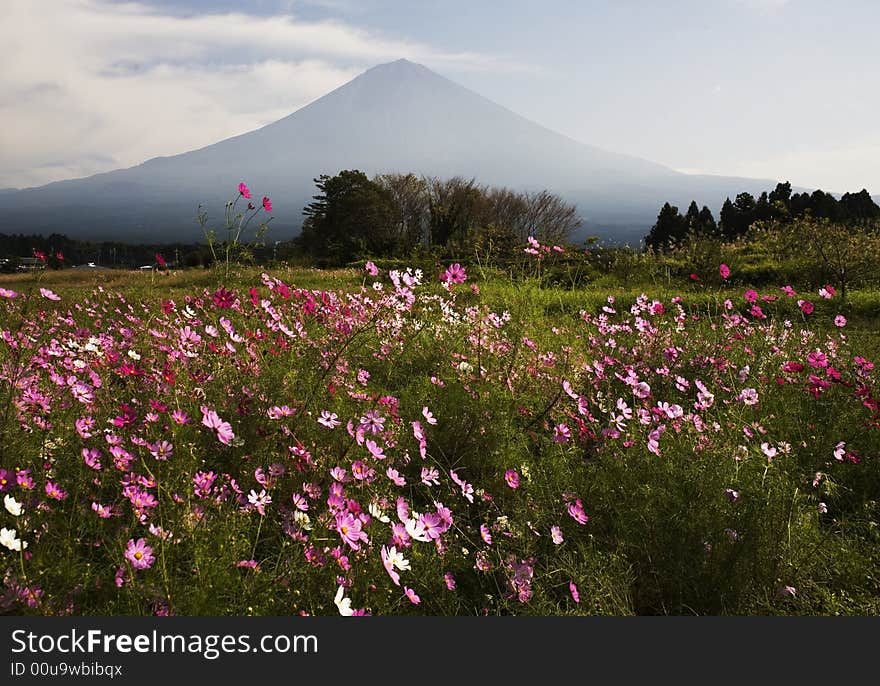 Cosmos meadow near Mount Fuji. Cosmos meadow near Mount Fuji