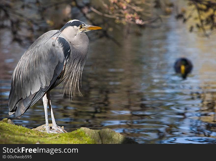 Great Blue Heron