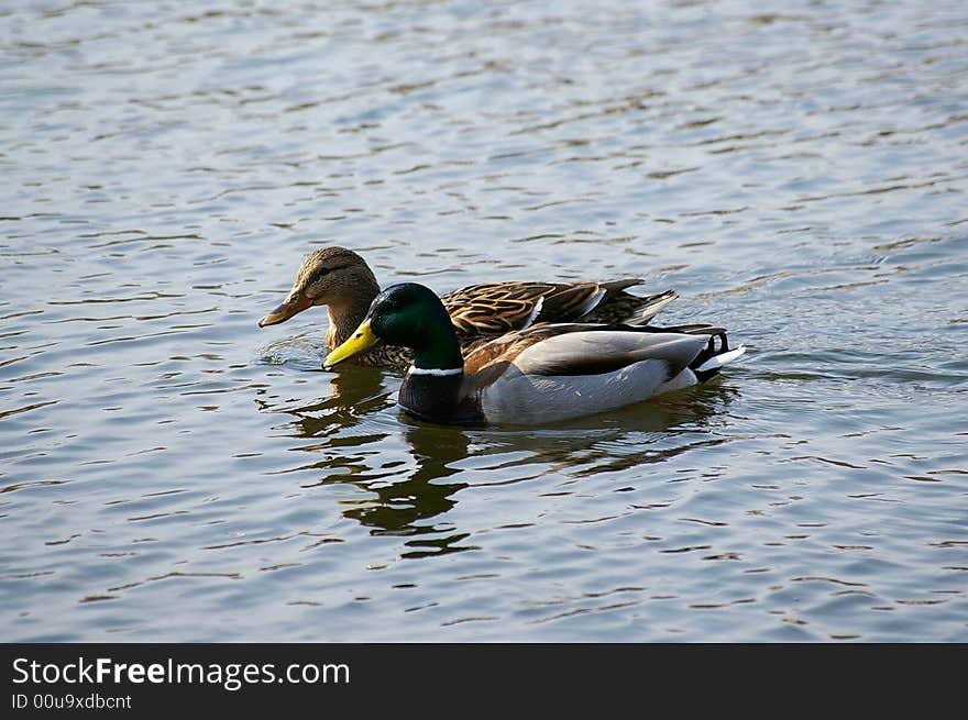 Two ducks float in lake