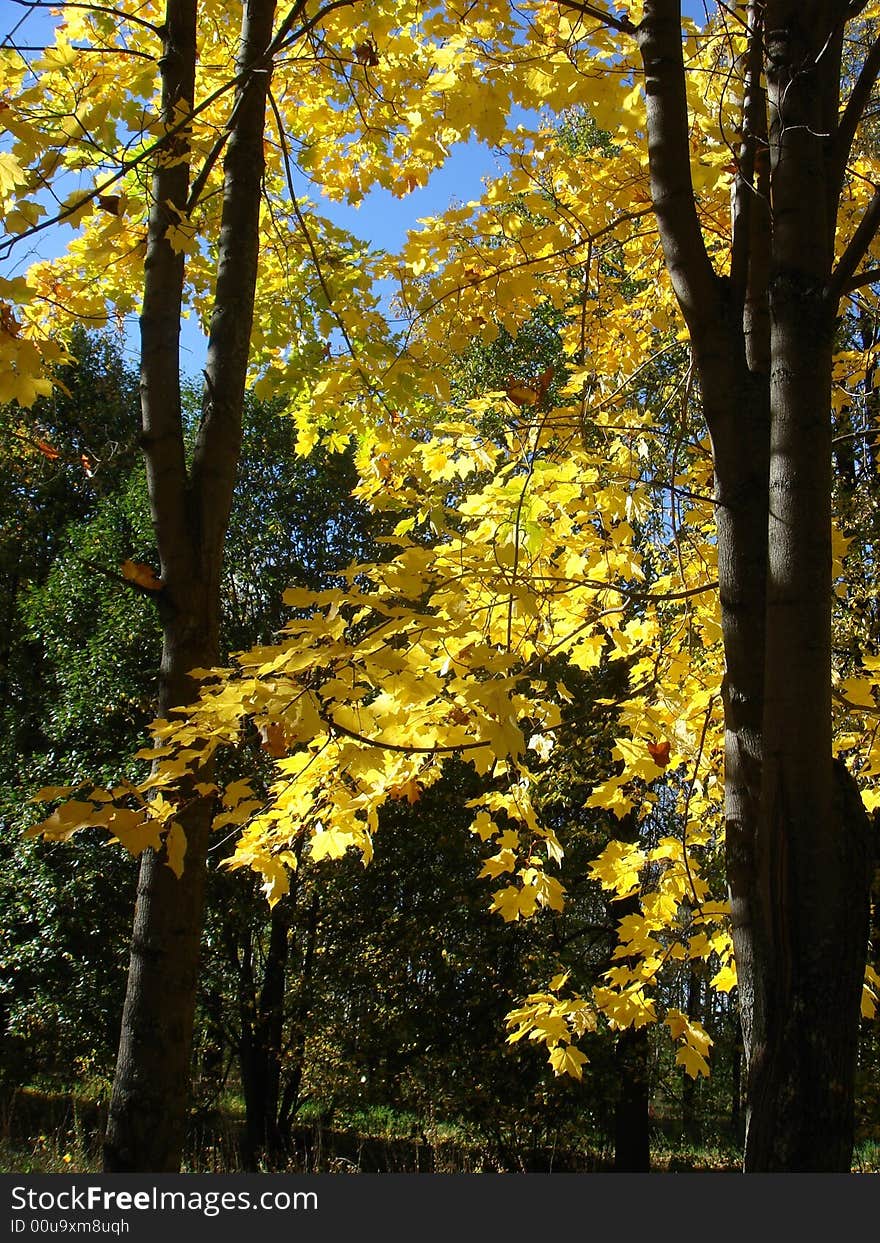 The Autumn tree with желтыми sheet on halitosis not yet ed listvy.