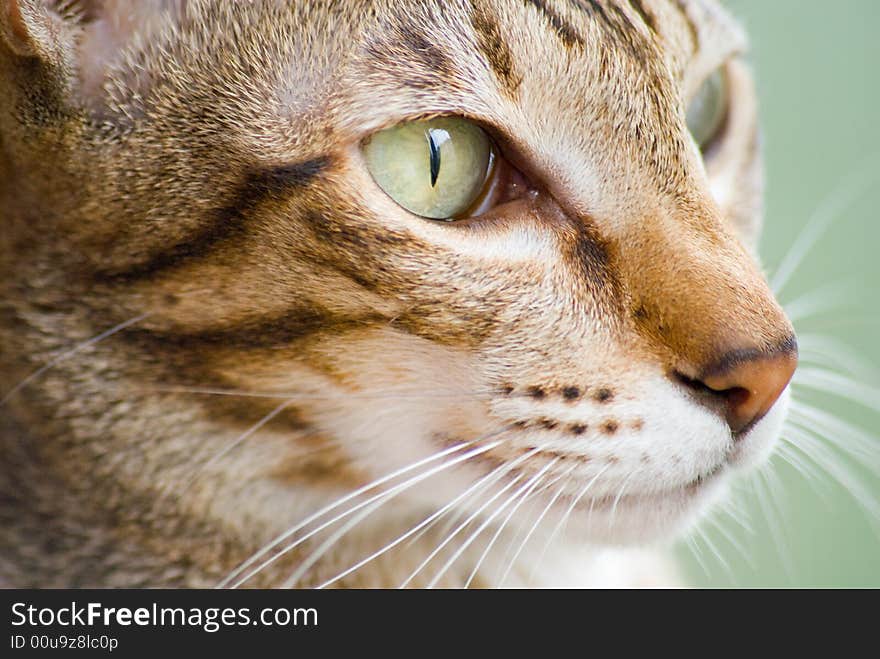 Oriental short-haired striped cat face close up view