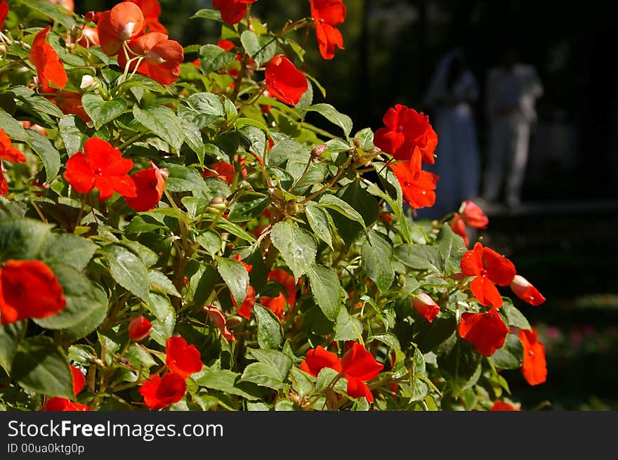 Red flowers:West style Guangzhou building of 19th Centry