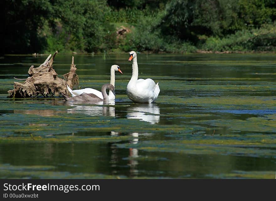 Swan family