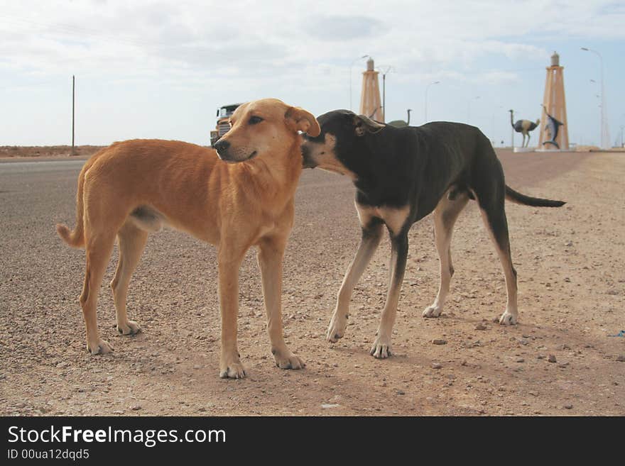 Western Sahara - La Youne