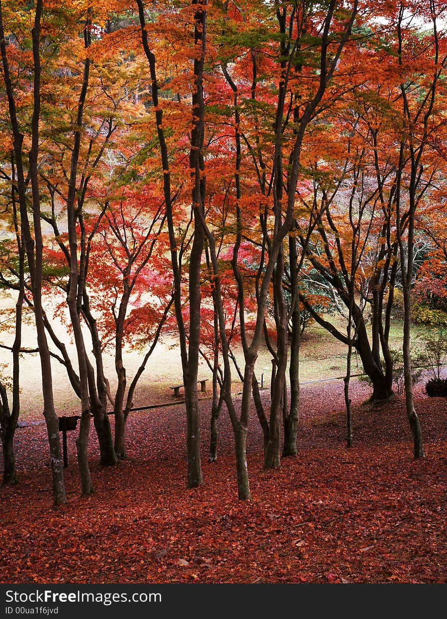 Japanese autumn scenery in mountain park-9. Japanese autumn scenery in mountain park-9