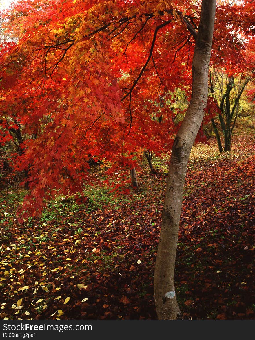 Japanese autumn scenery in mountain park-8. Japanese autumn scenery in mountain park-8