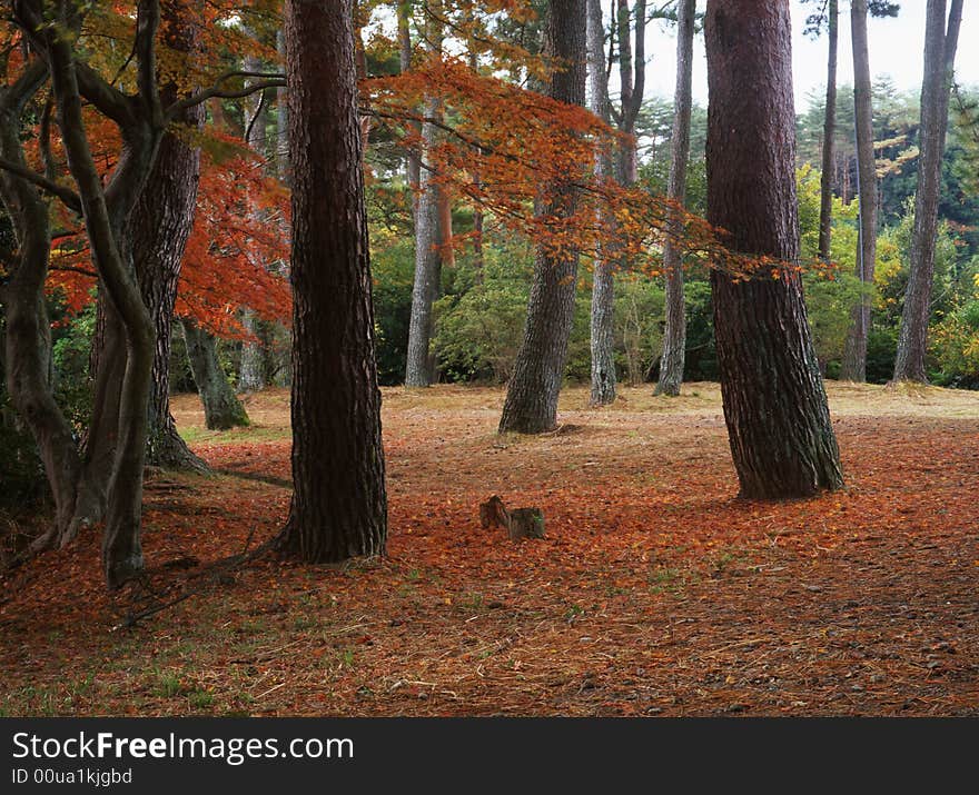 Japanese autumn scenery in mountain park-7. Japanese autumn scenery in mountain park-7