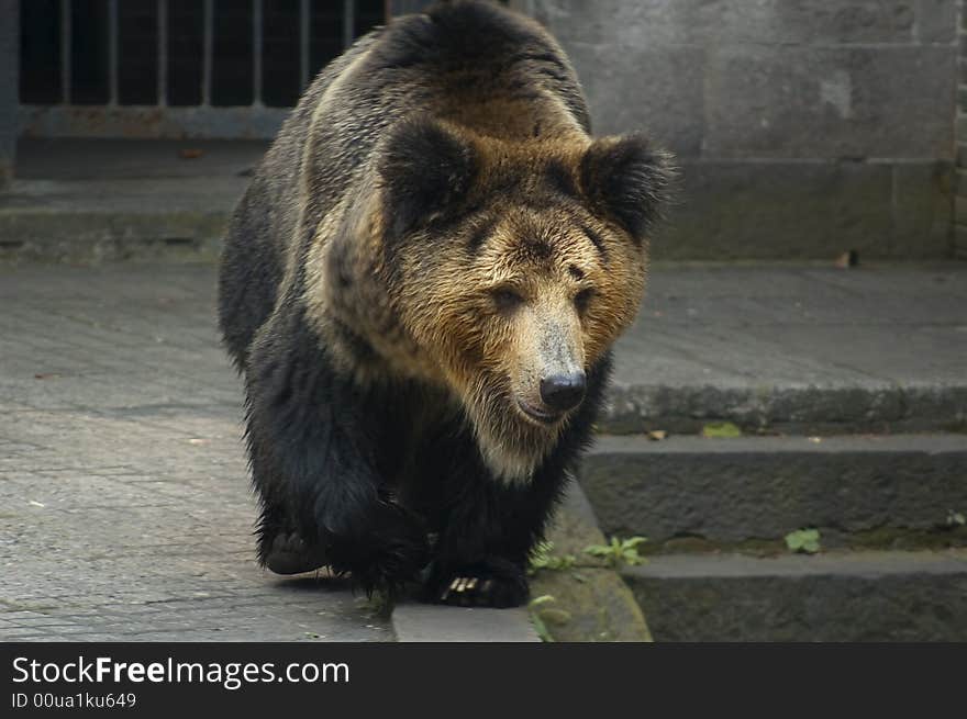 Brown bear is the world's second largest animal Bear Branch