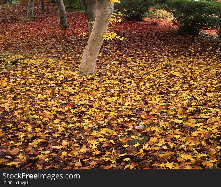 Japanese autumn scenery in mountain park-3. Japanese autumn scenery in mountain park-3