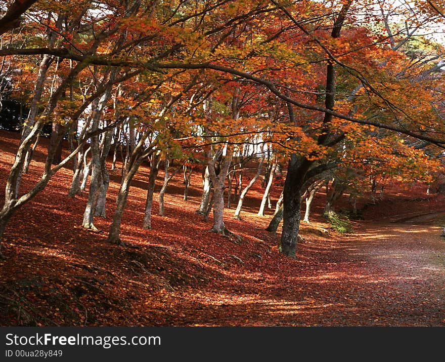 Japanese autumn scenery in mountain park-2. Japanese autumn scenery in mountain park-2