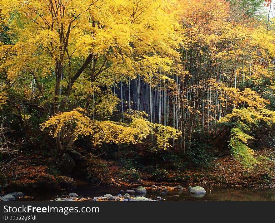 Japanese autumn scenery in river. Japanese autumn scenery in river