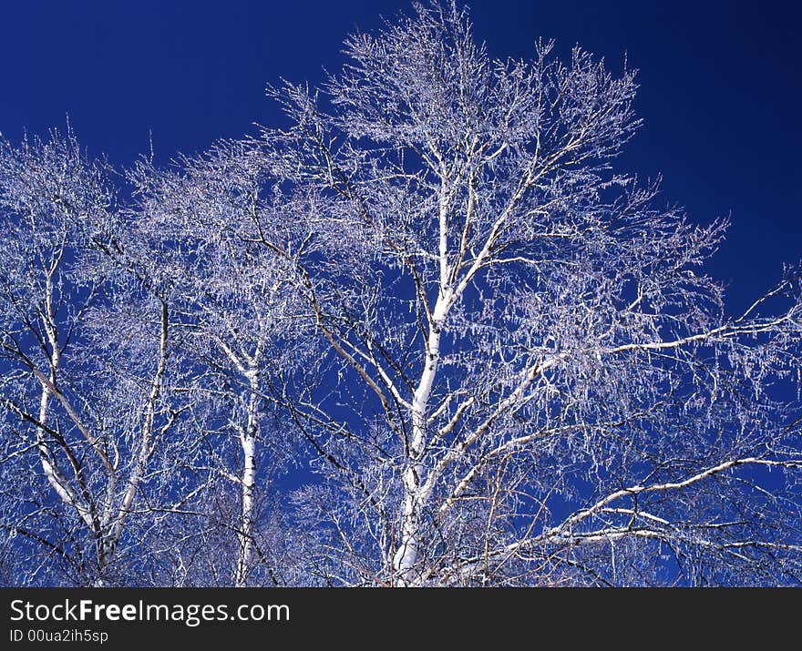 The ice coating on the trees at mount in Nagano-6. The ice coating on the trees at mount in Nagano-6