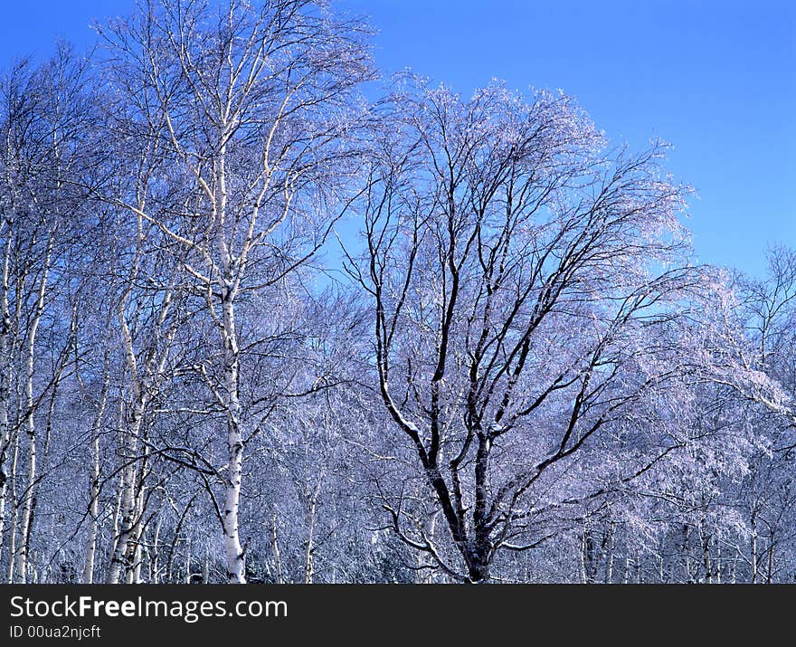 The ice coating on the trees at mount in Nagano-5. The ice coating on the trees at mount in Nagano-5