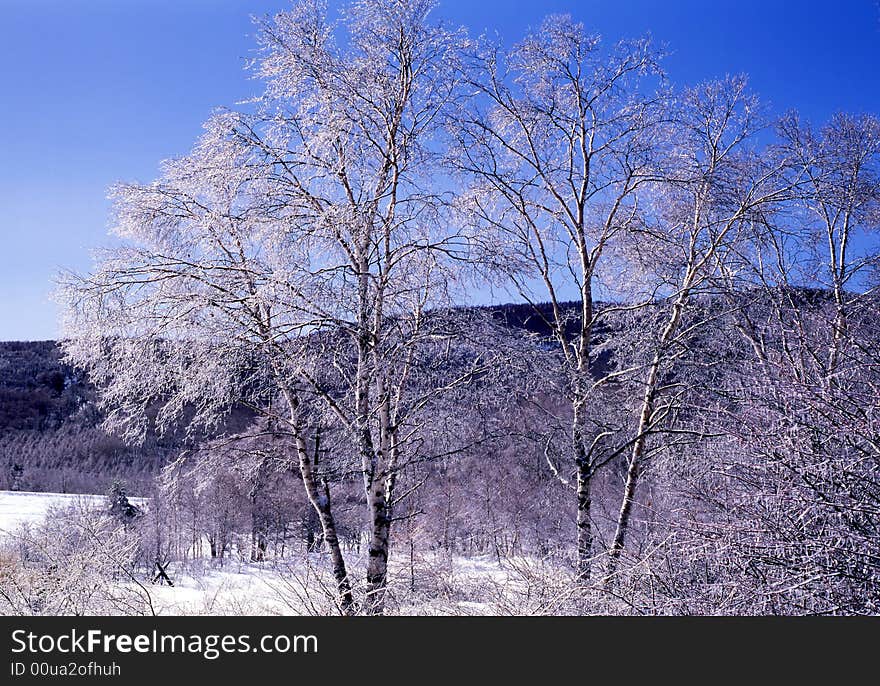 The ice coating on the trees at mount in Nagano-4. The ice coating on the trees at mount in Nagano-4